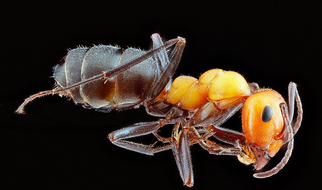 Ant Control service in Silver Spring, MD