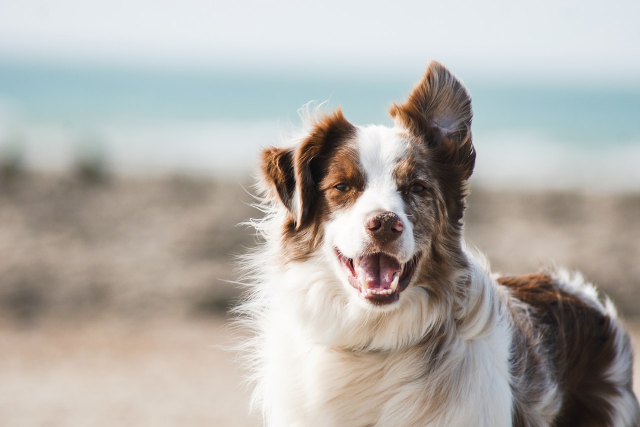 Flea & Tick Control service in Silver Spring, MD