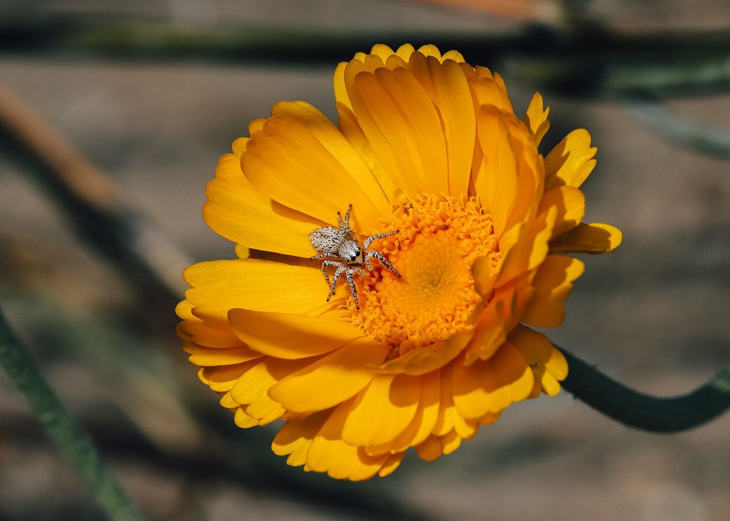 Spider Control service in Silver Spring, MD